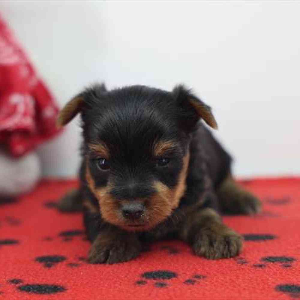 Yorkie Puppy for sale - Heart String Healthy Puppies