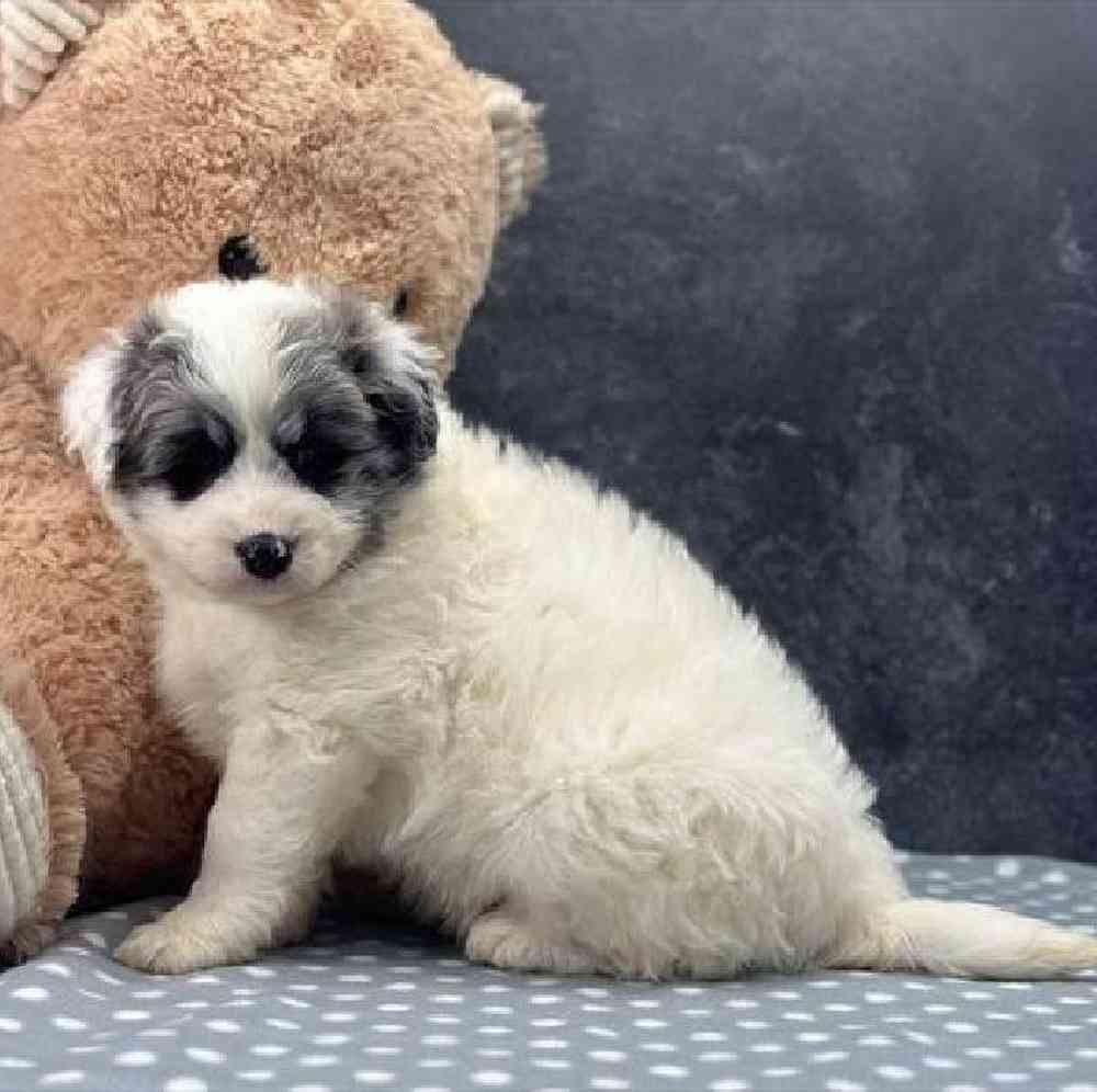 carousel pet images