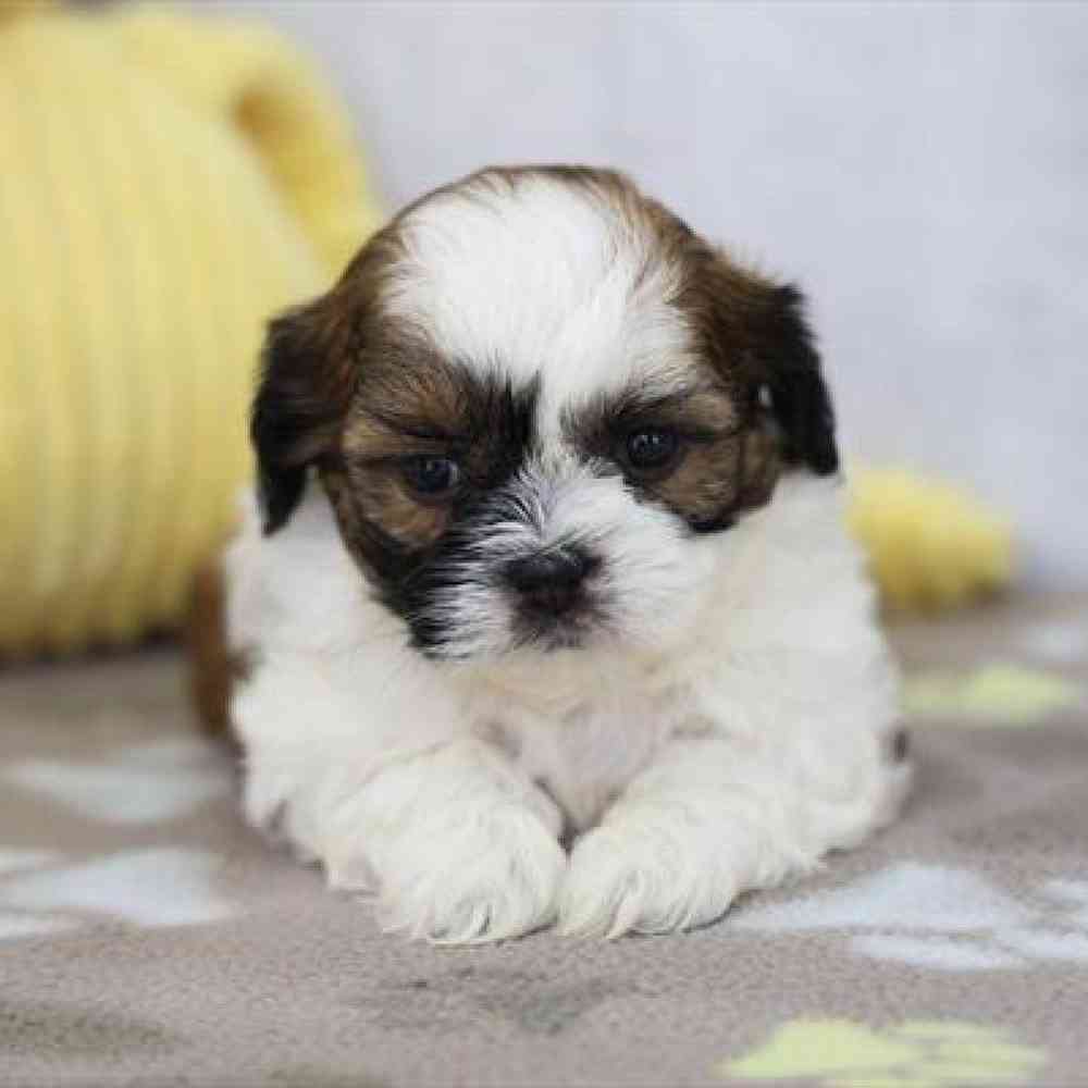 carousel pet images