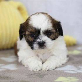 Shih Tzu