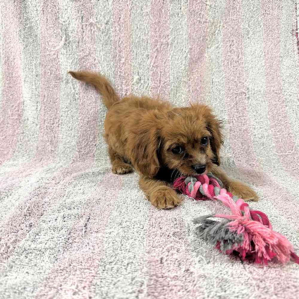 carousel pet images