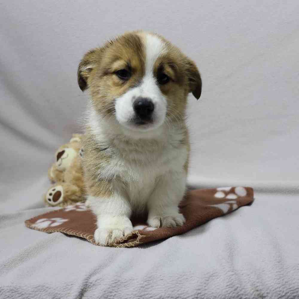 Female Pembroke Welsh Corgi Puppy for Sale in Millersburg, IN