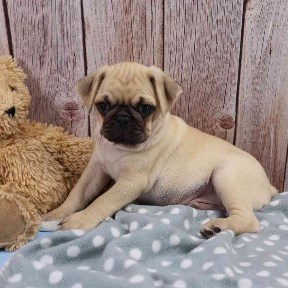 Male Pug Puppy for Sale in Millersburg, IN