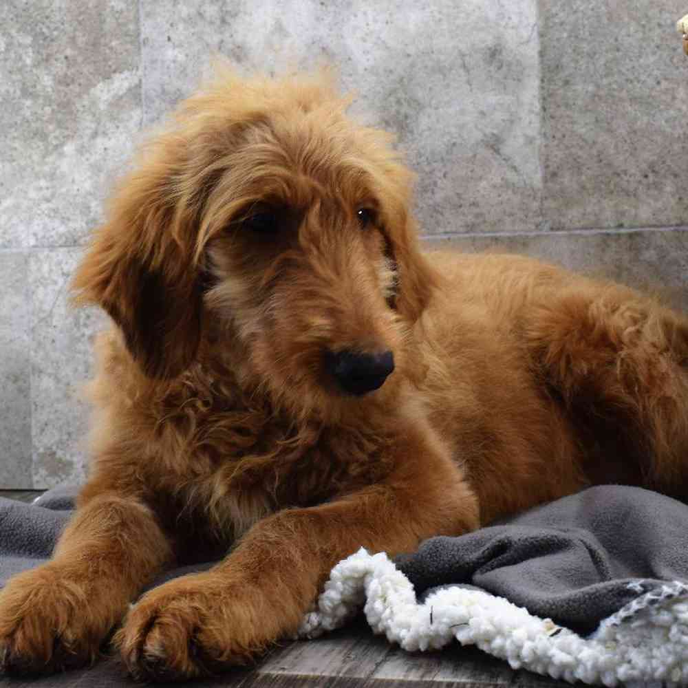 carousel pet images