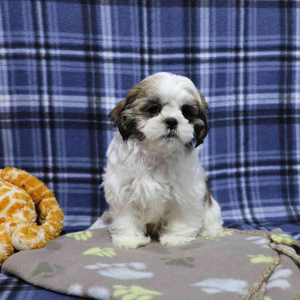 carousel pet images