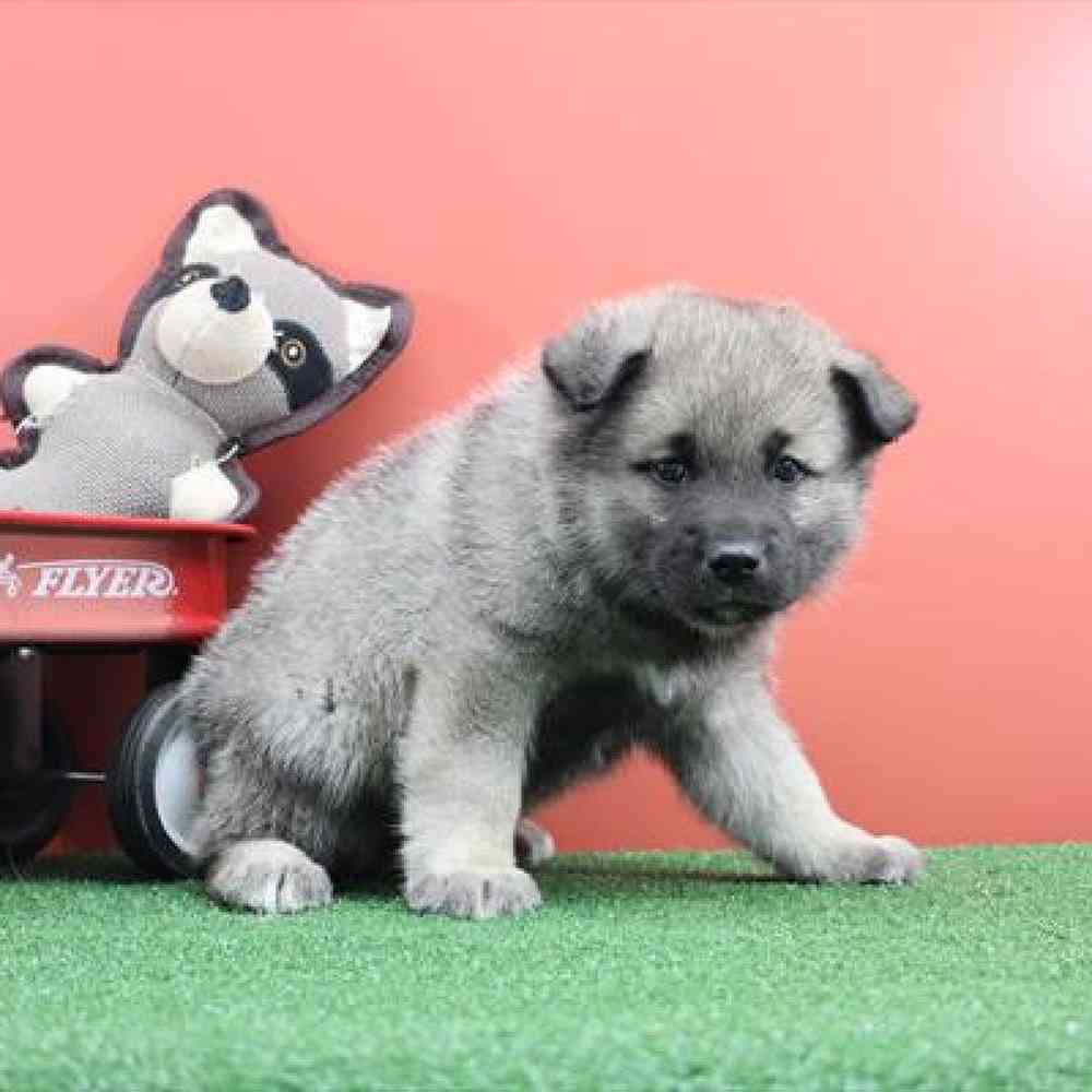 carousel pet images