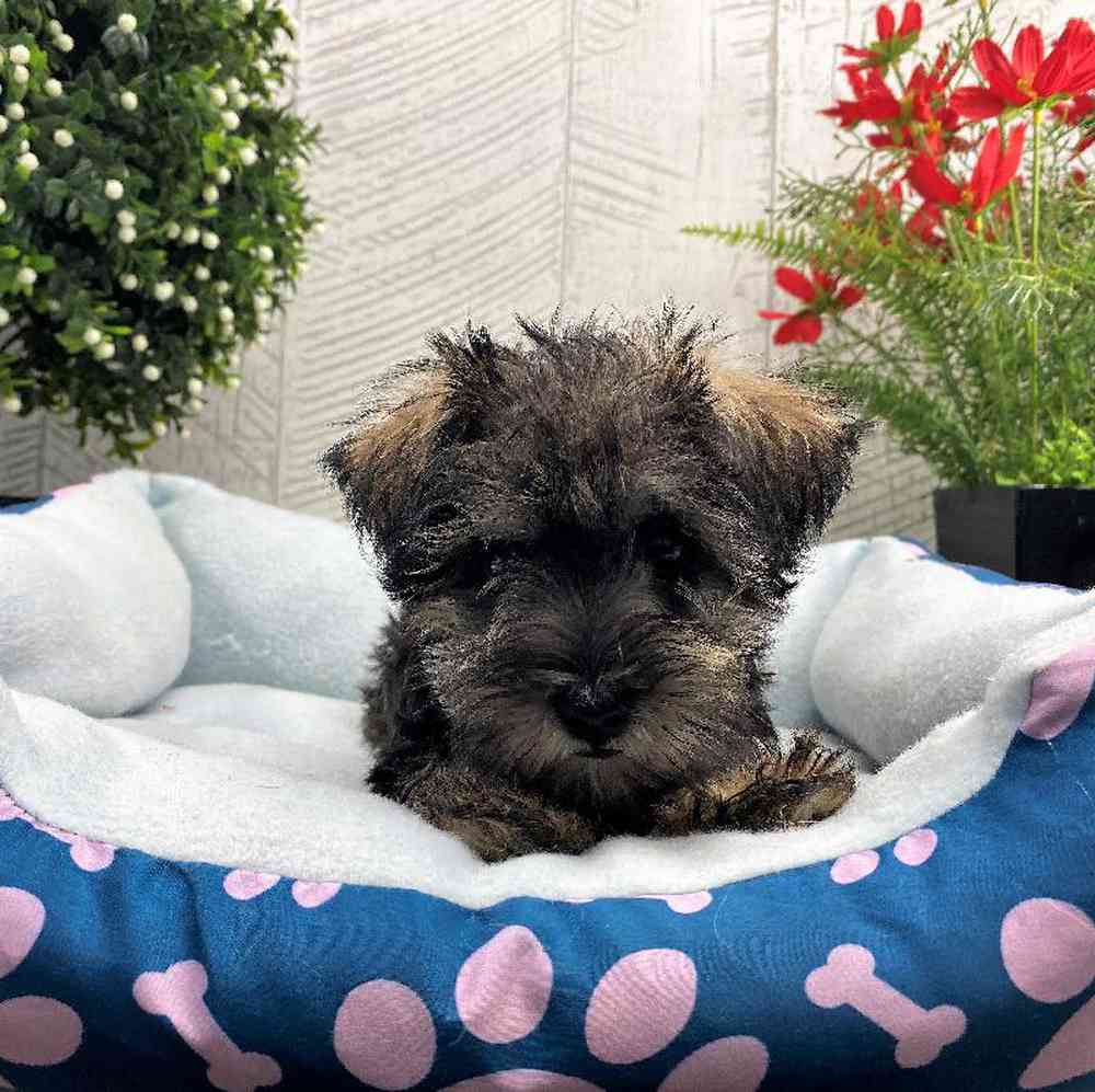 carousel pet images
