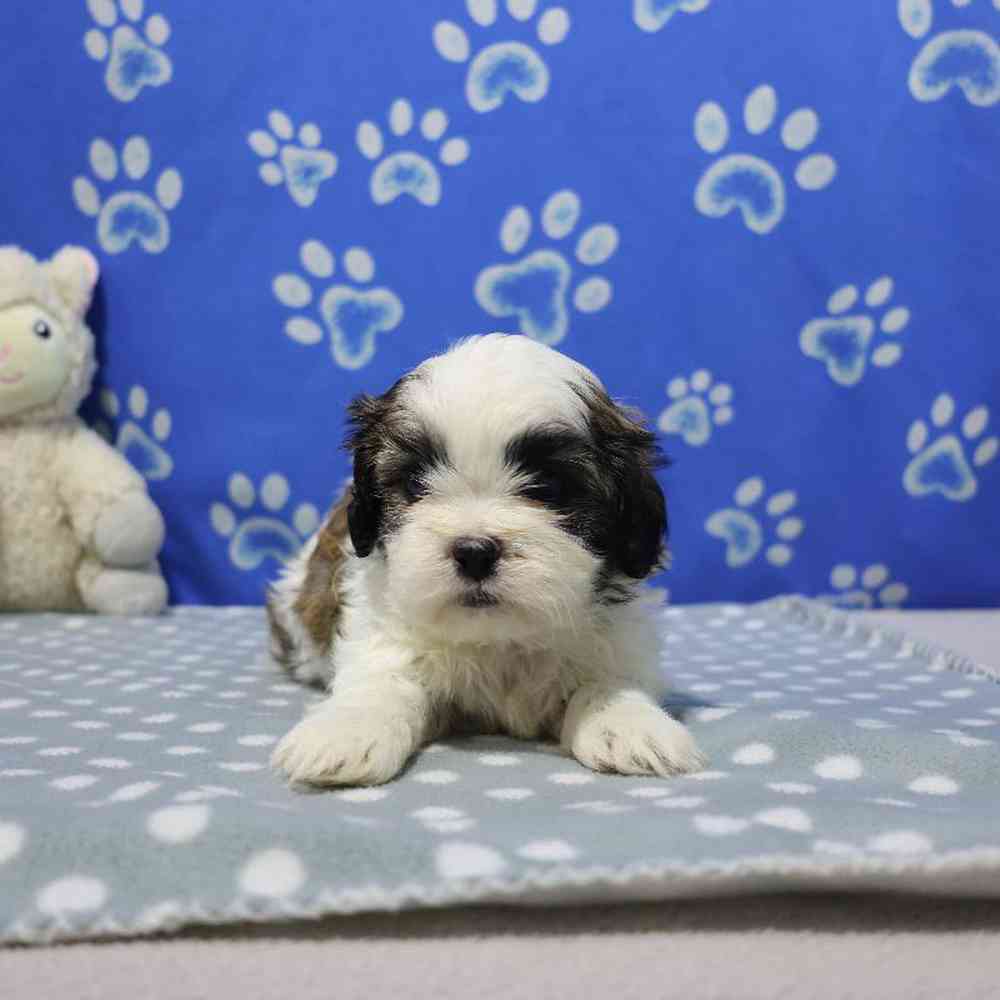 carousel pet images