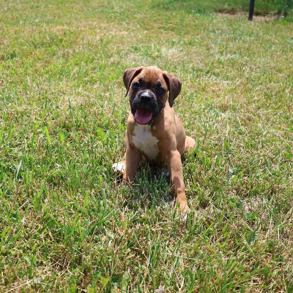 Female Boxer Puppy for Sale in Millersburg, IN