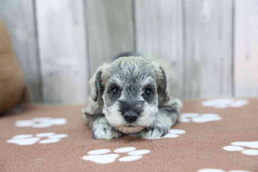 carousel pet images