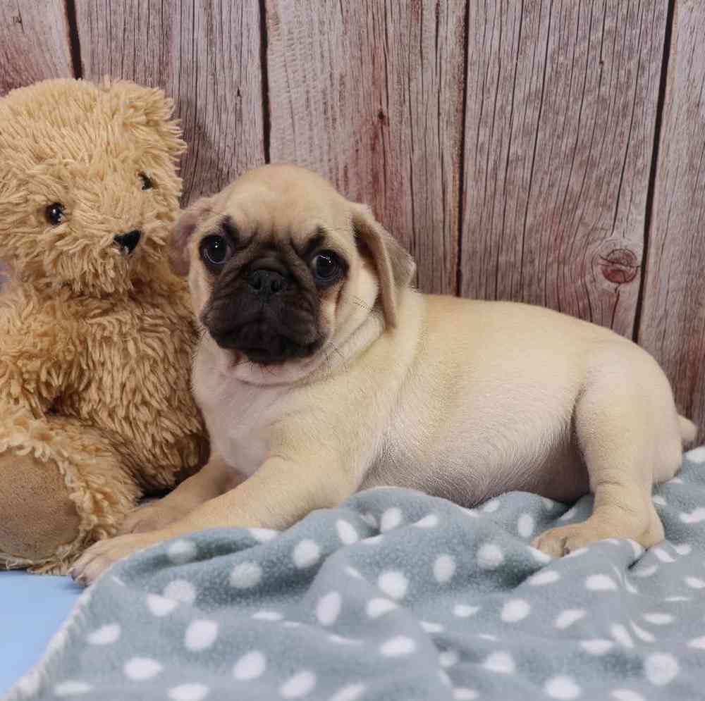 Male Pug Puppy for Sale in Millersburg, IN
