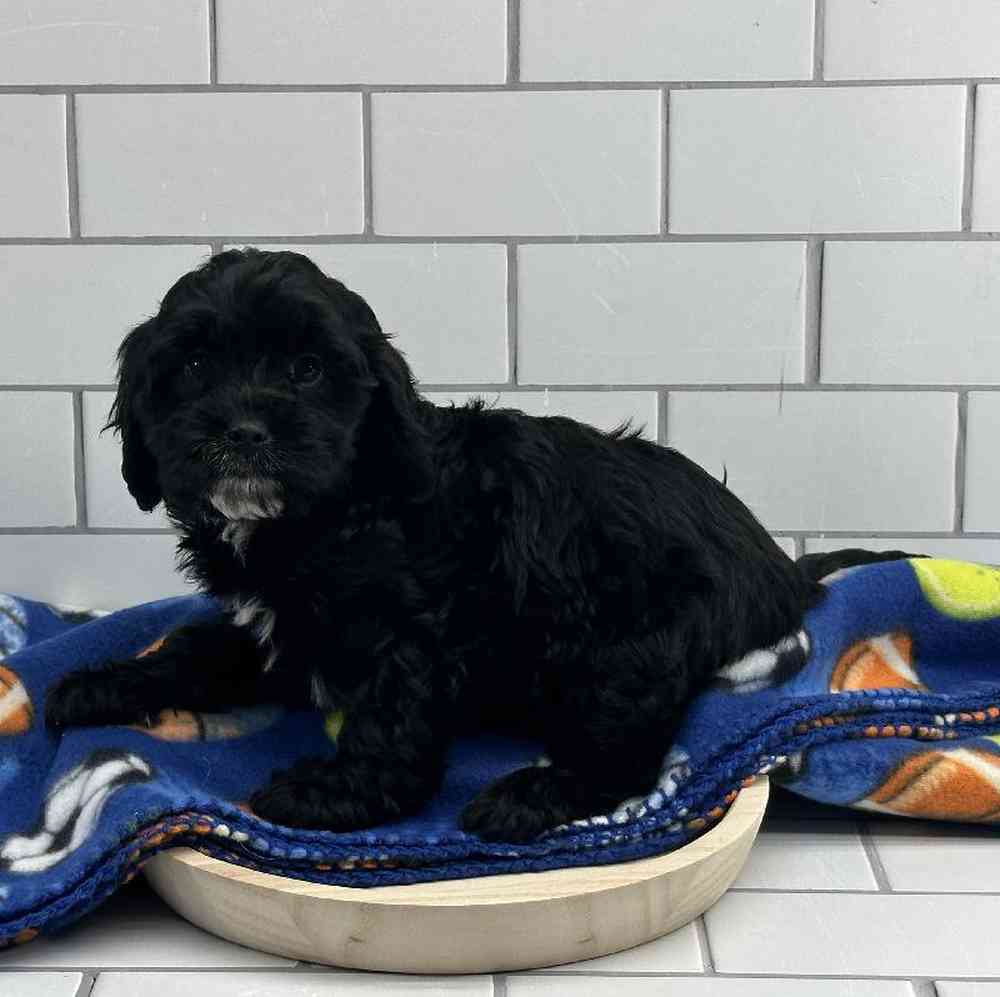 carousel pet images