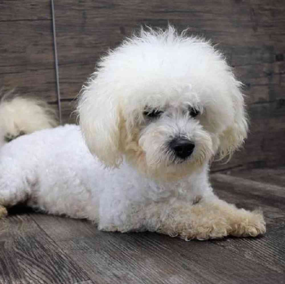 carousel pet images