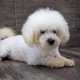 Bichon-Poodle