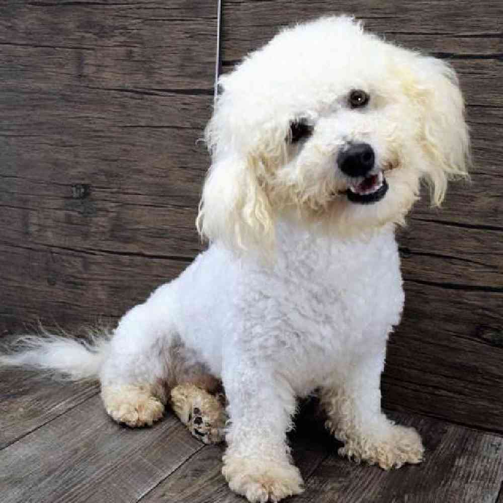 carousel pet images