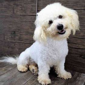 Bichon