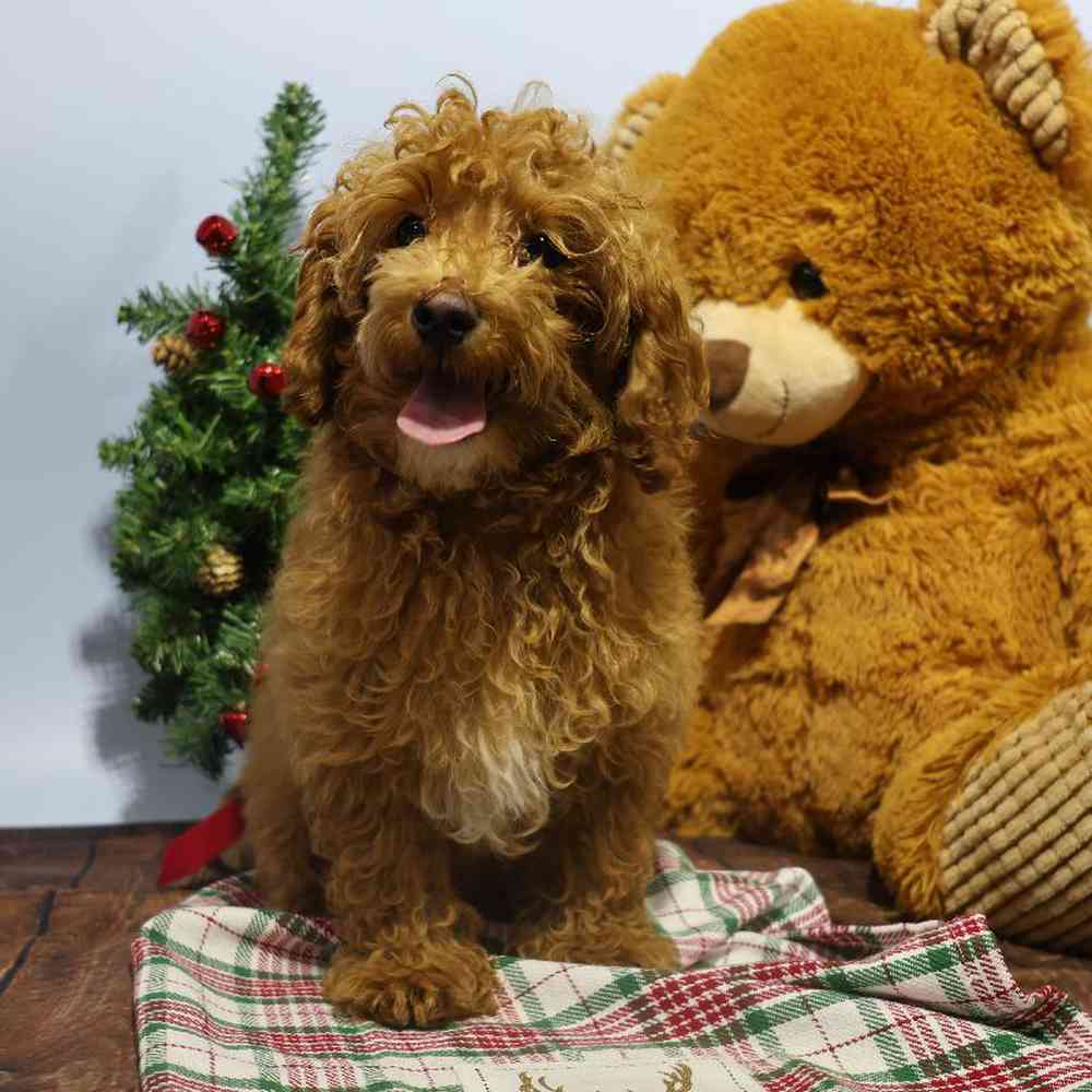 carousel pet images