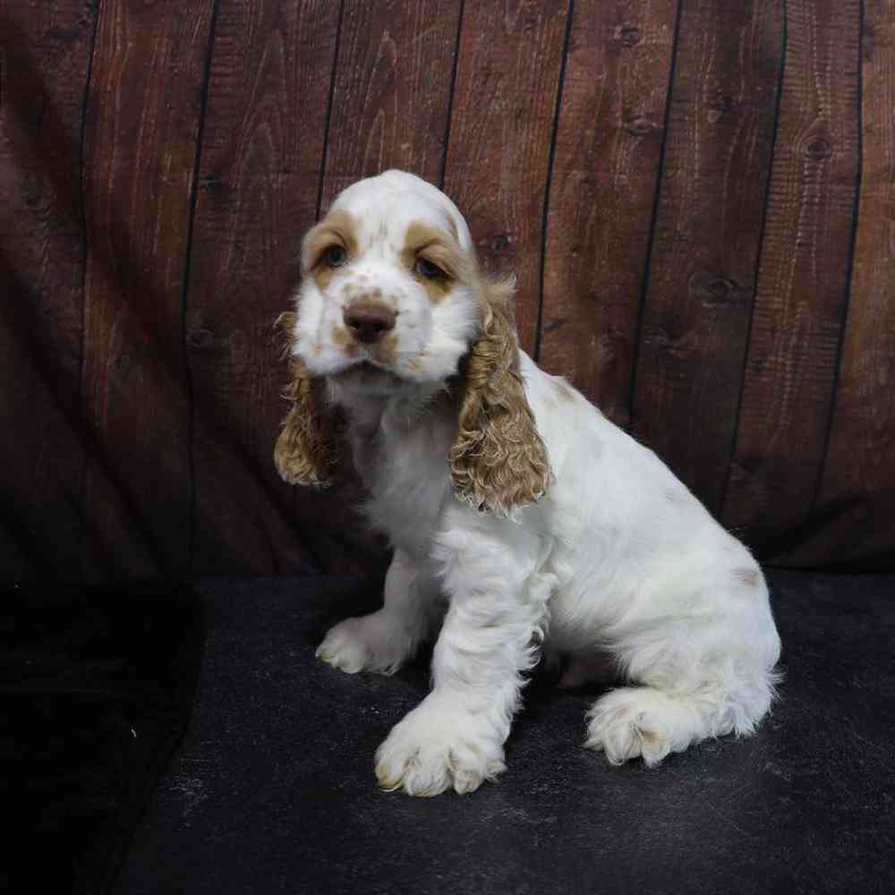 Male Cocker Spaniel Puppy for Sale in Millersburg, IN