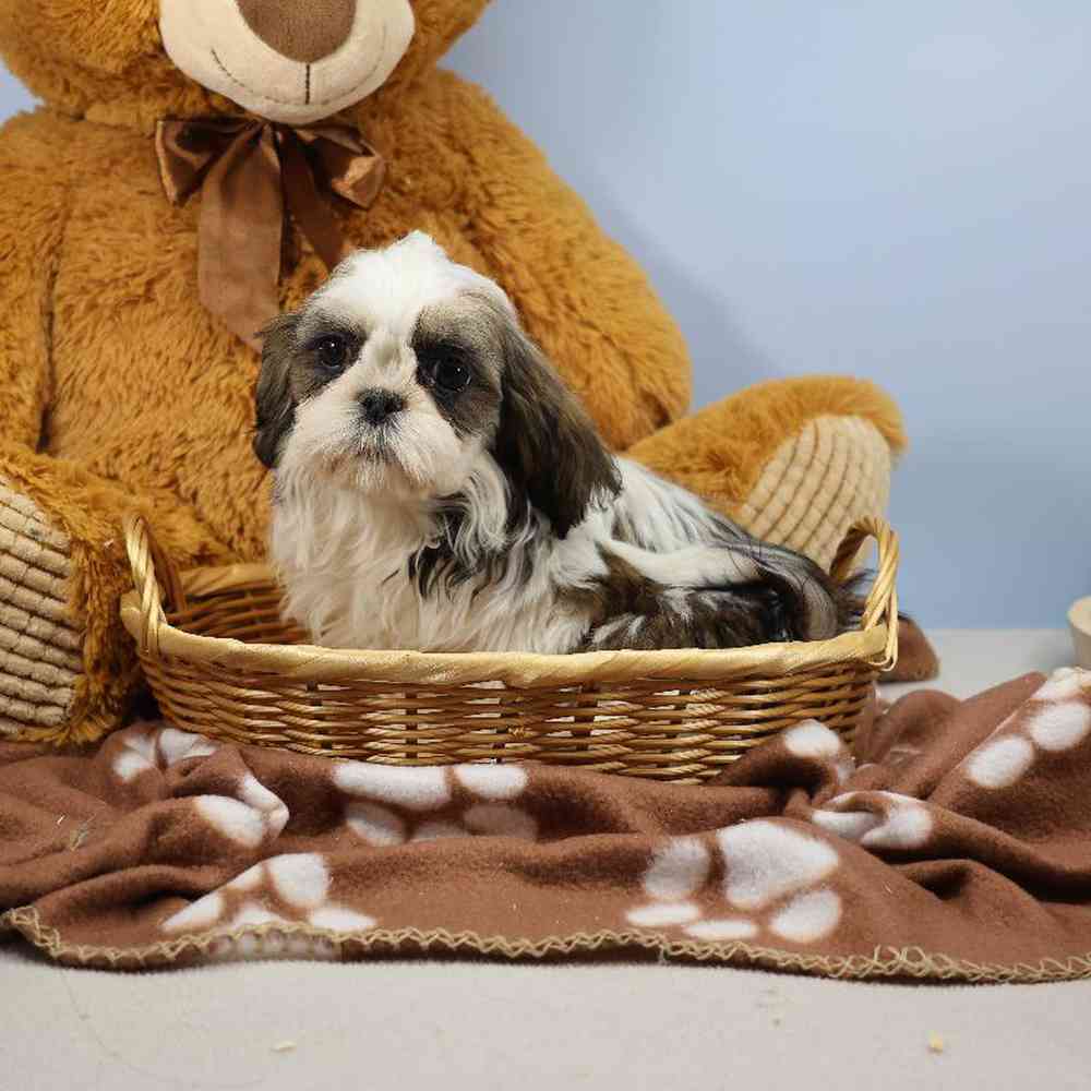 Male Shih Tzu Puppy for Sale in Millersburg, IN