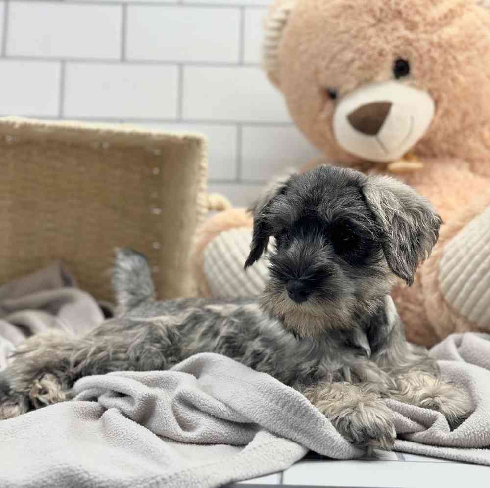 Female Mini Schnauzer Puppy for Sale in Millersburg, IN