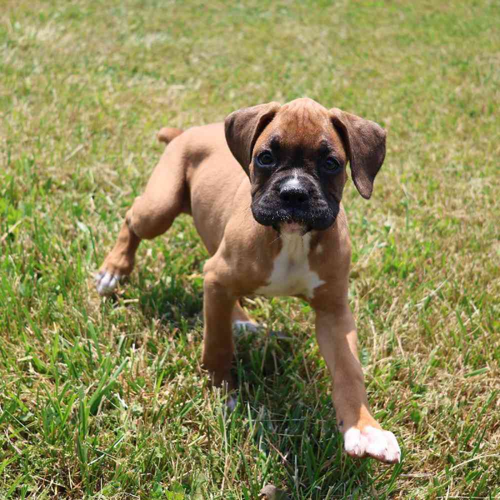 Female Boxer Puppy for Sale in Millersburg, IN