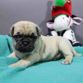 Pug
