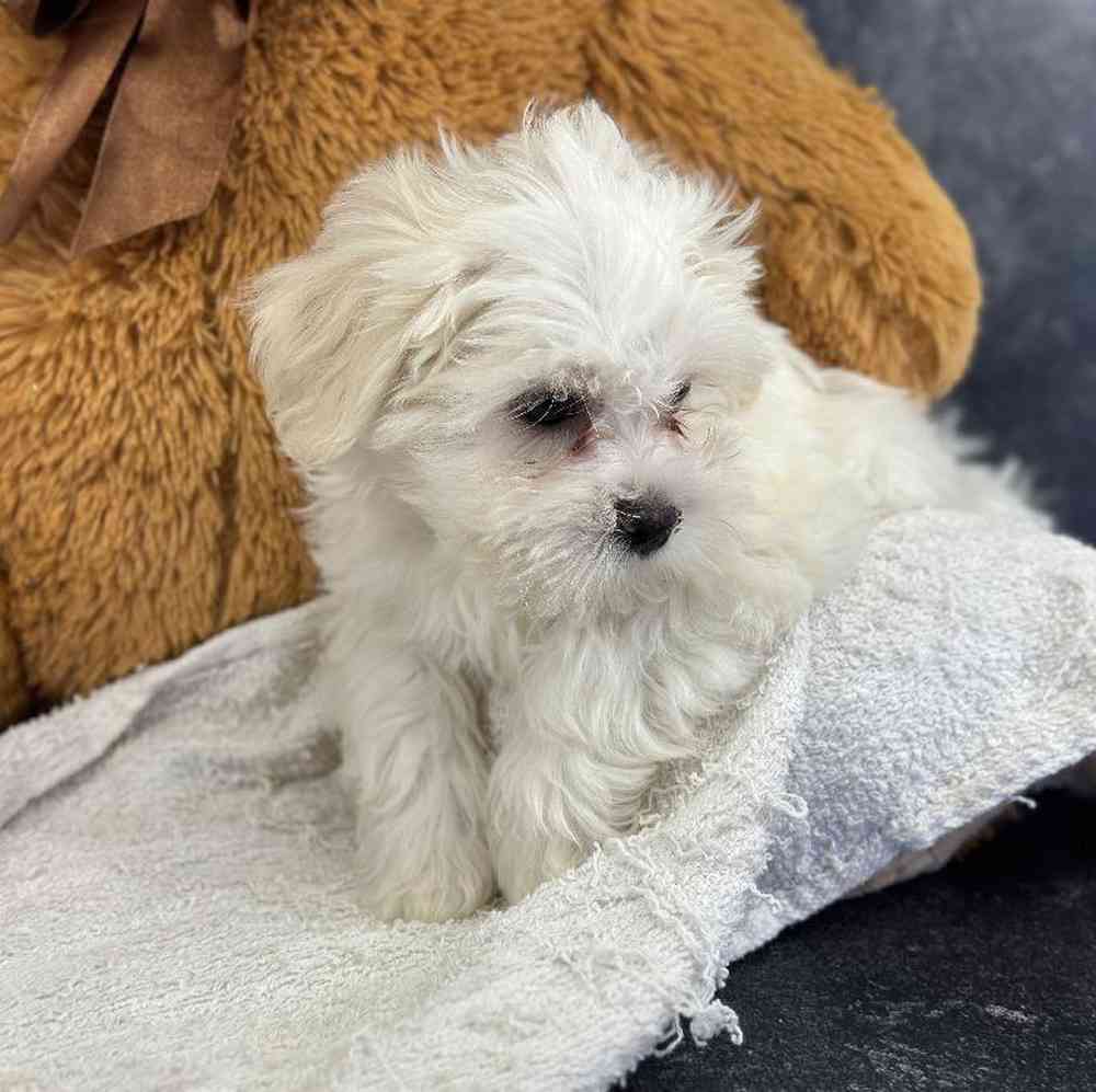 Male Shichon Puppy for Sale in Millersburg, IN