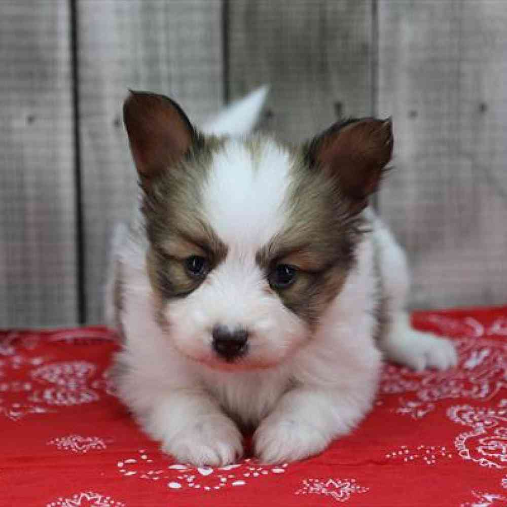 Image of a pet breed in the gallery