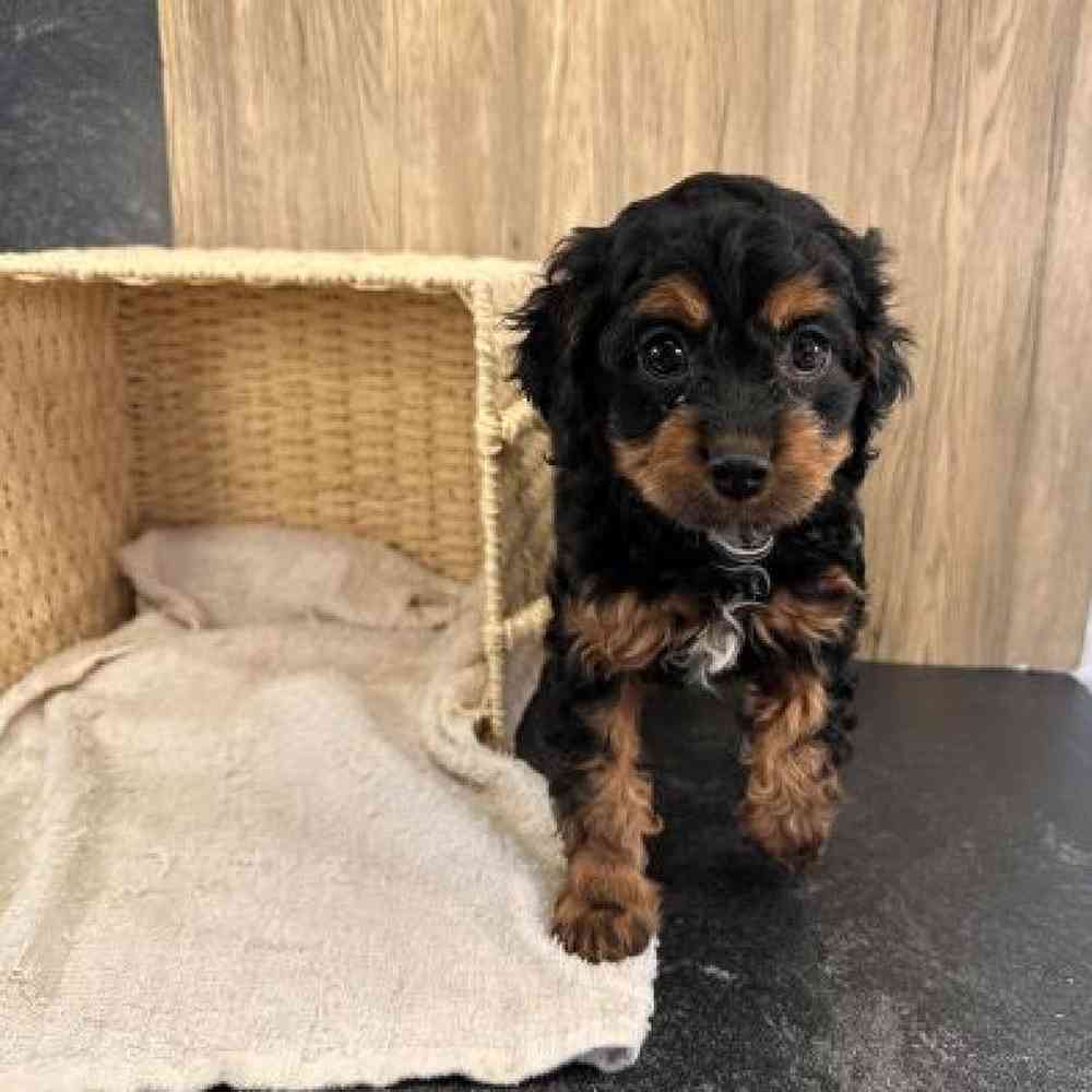 Female Cavapoo Puppy for Sale in Millersburg, IN