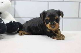 Yorkie