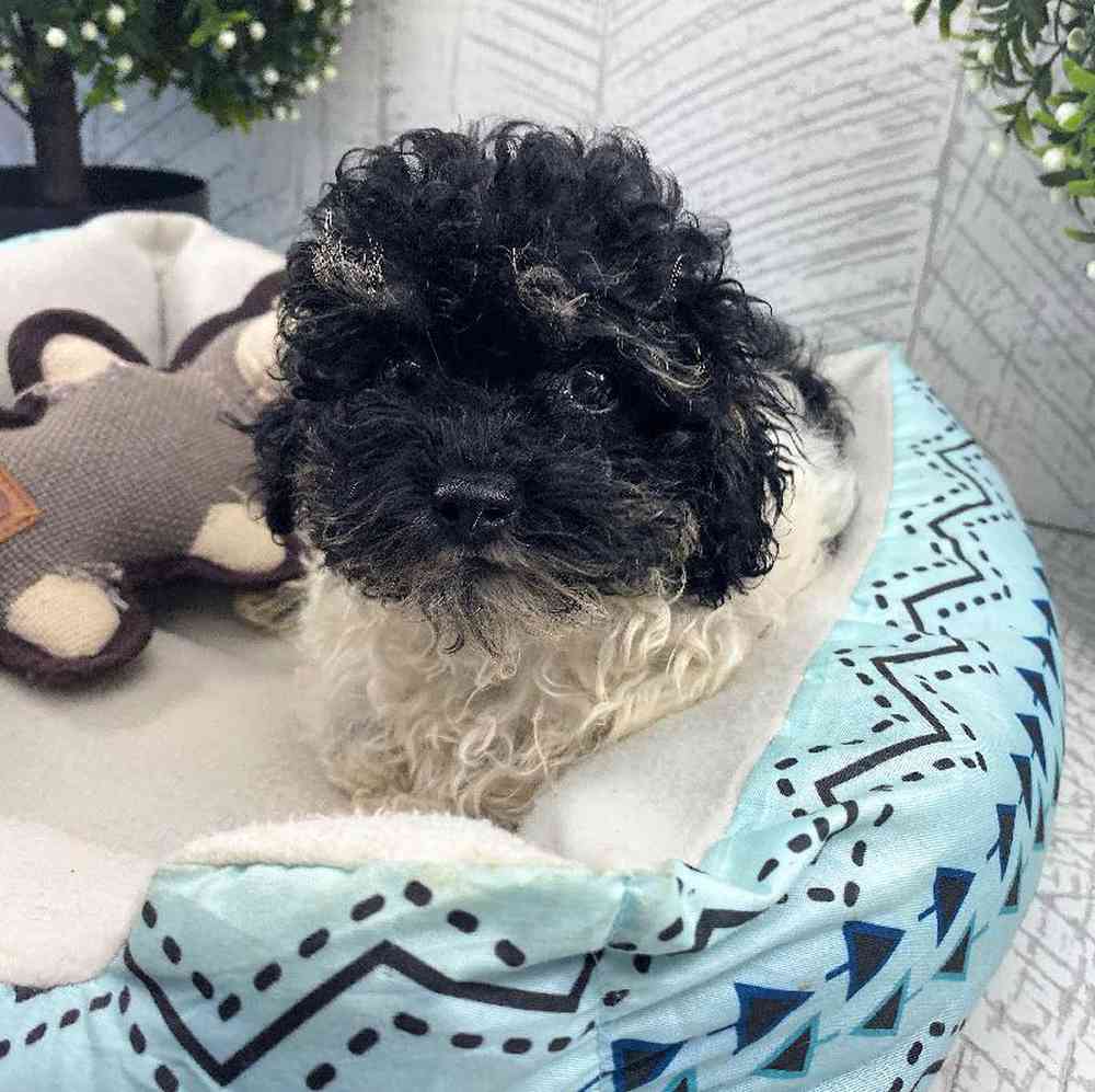 carousel pet images