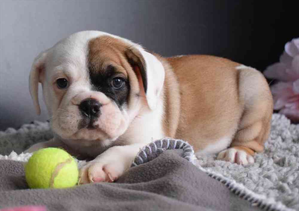 Bulldoggle puppy sales