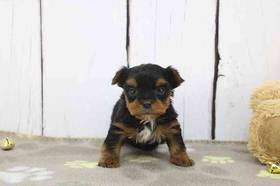 Yorkie