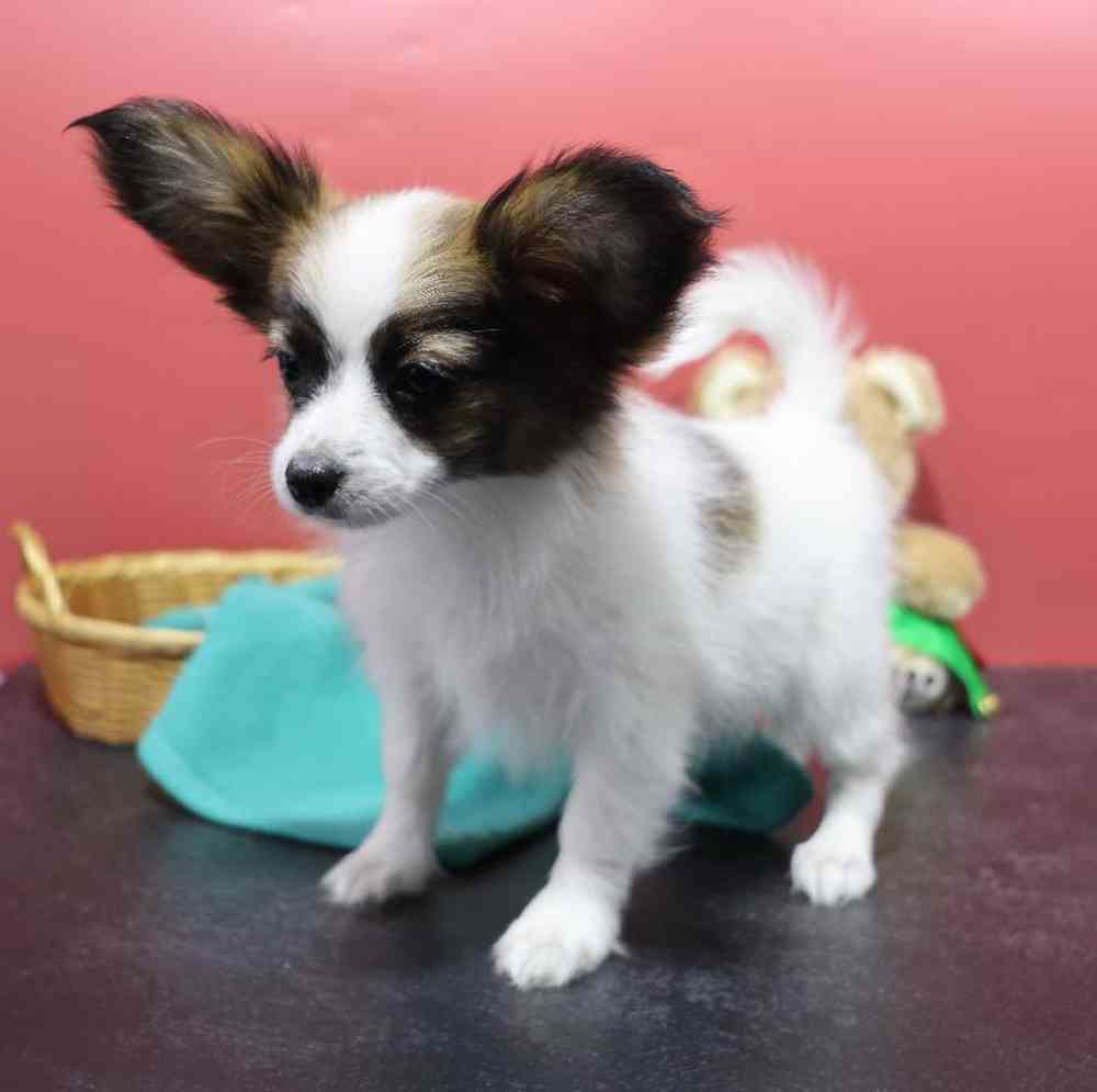 carousel pet images
