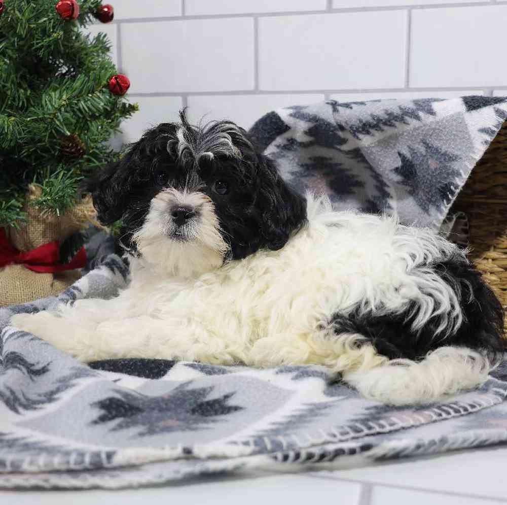 carousel pet images