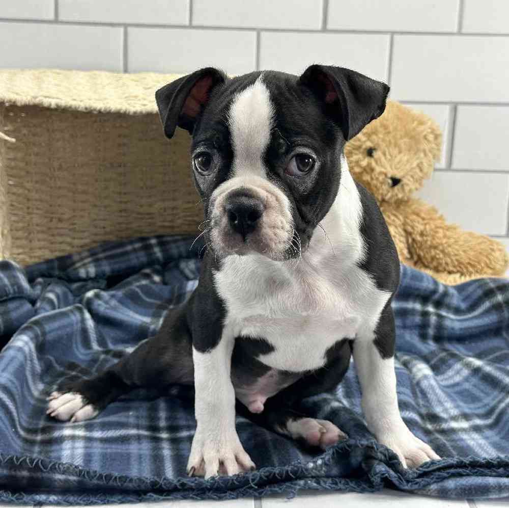 Male Boston Terrier Puppy for Sale in Millersburg, IN