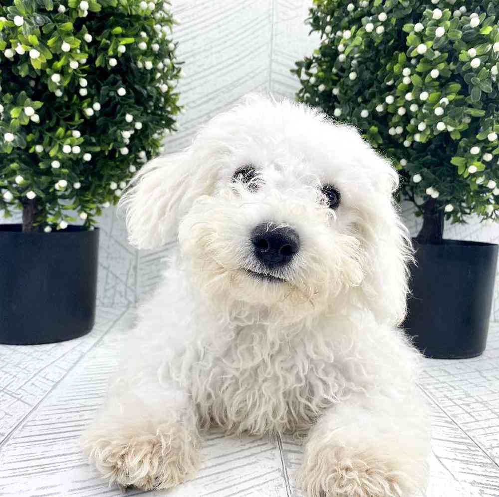 Male Bichon Puppy for sale