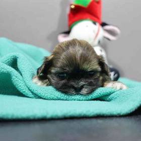 Shih Tzu