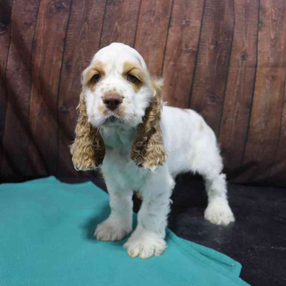 Male Cocker Spaniel Puppy for Sale in Millersburg, IN