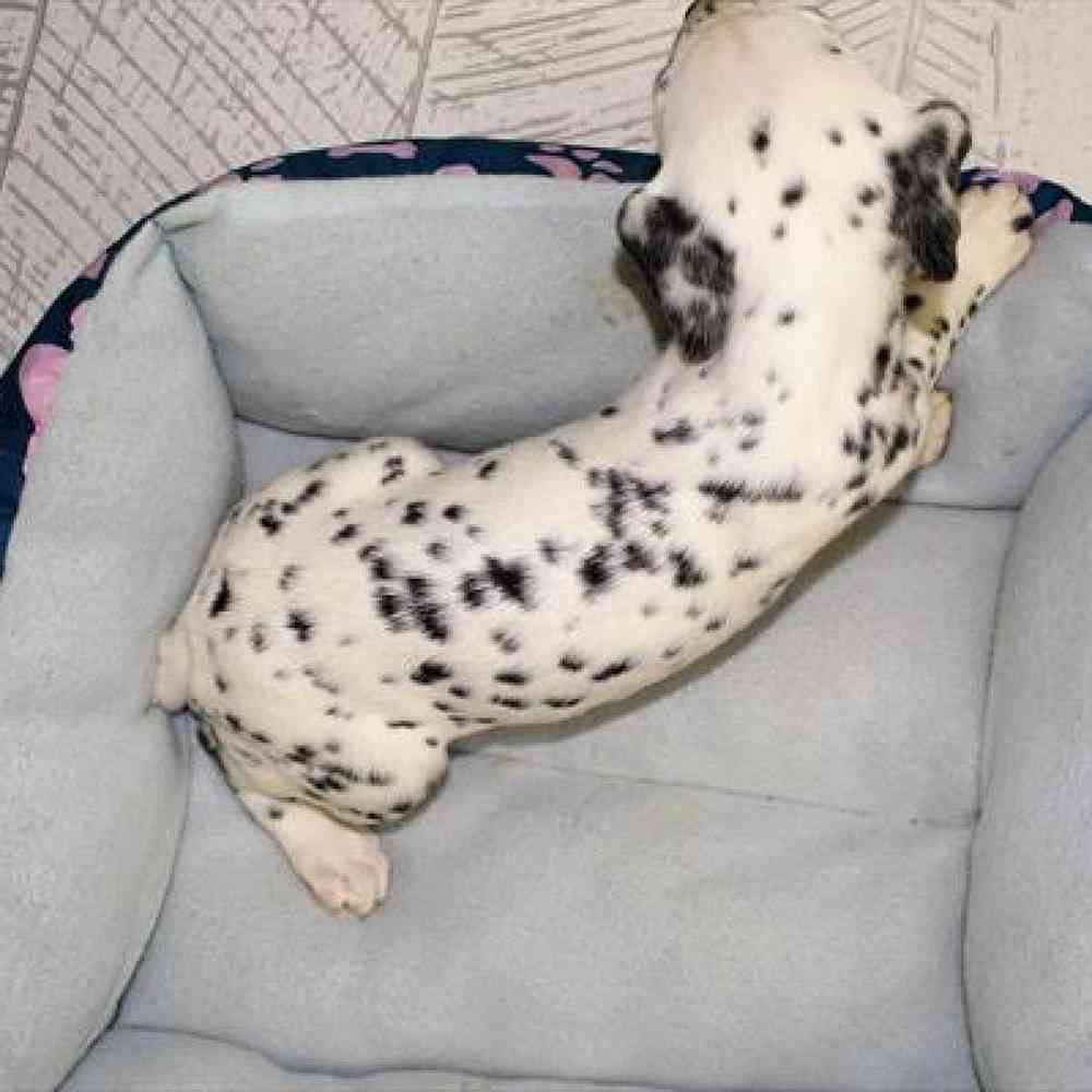 carousel pet images