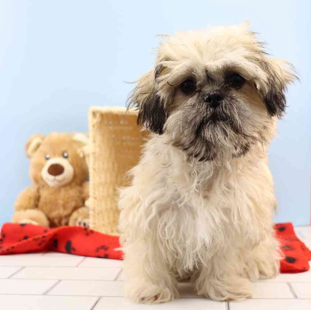 carousel pet images