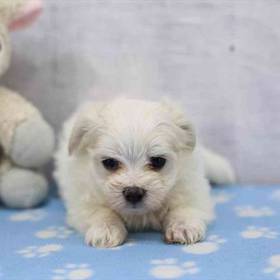 Maltese