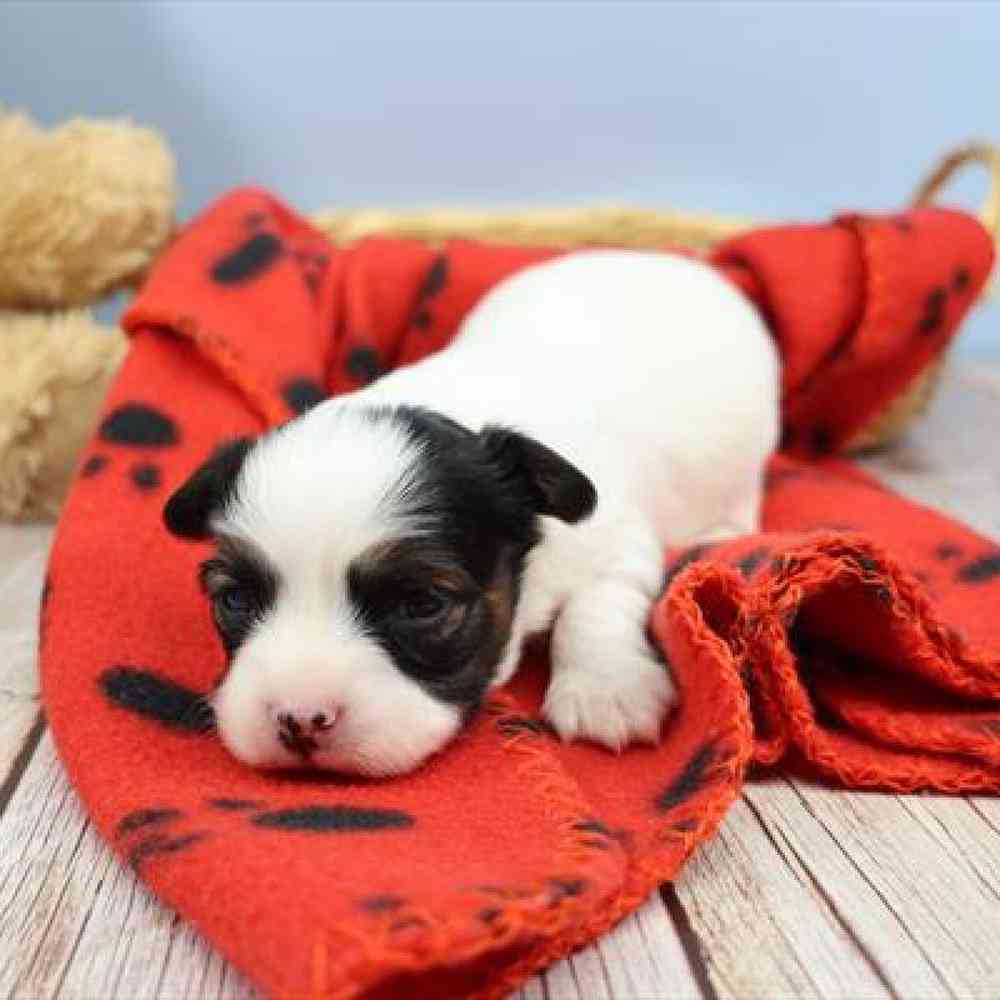 carousel pet images