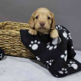 Dachshund