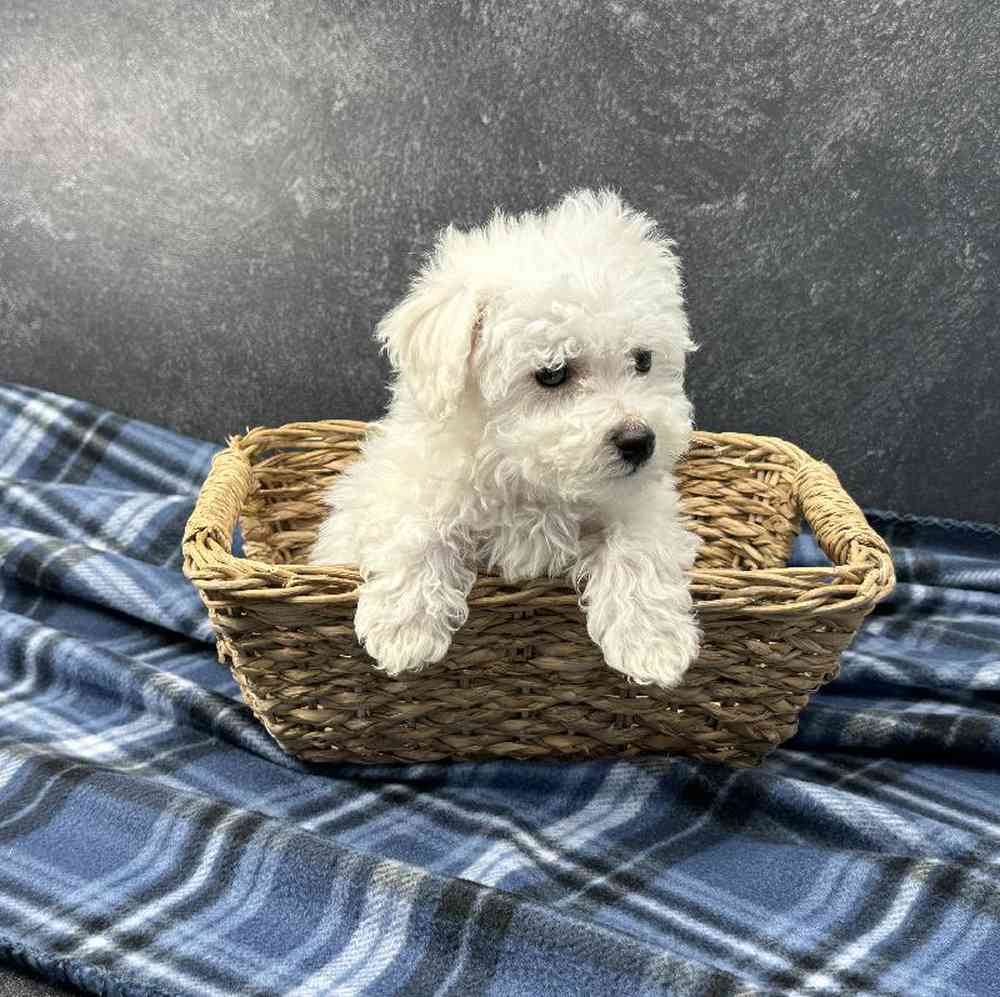 Male Bichon Puppy for Sale in Millersburg, IN