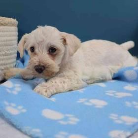Schnoodle
