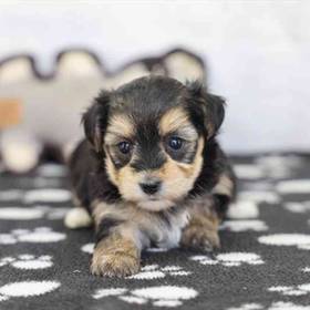 Morkie