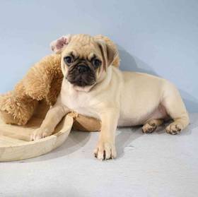 Pug