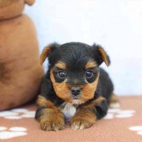 Yorkie