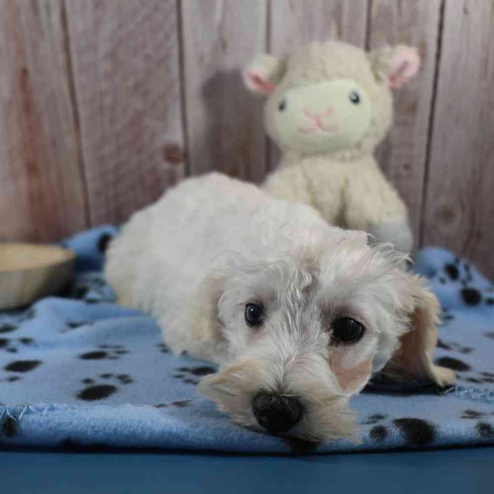 Male Schnoodle Puppy for Sale in Millersburg, IN